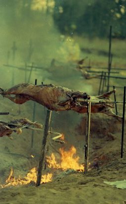 Gros plan sur un mouton bien appétissant ,ma foi Gros plan sur un mouton bien appétissant ,ma foi